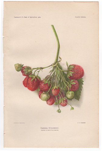  Cardinal Strawberry